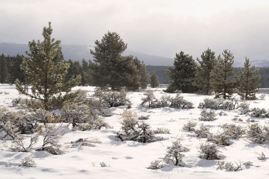 Leadville Snowy Scene (CO)