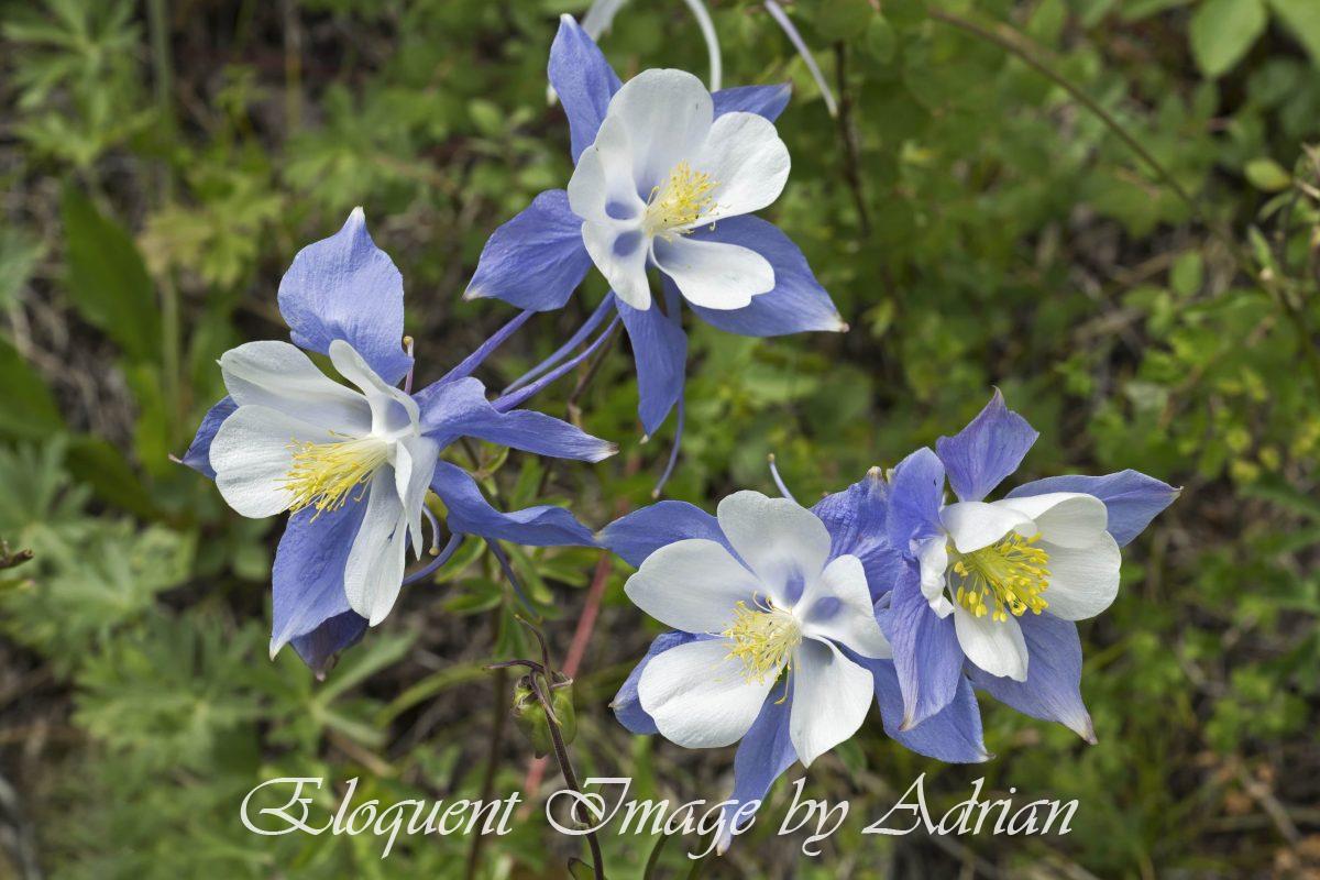 Rocky Mountain Columbine – Aspen