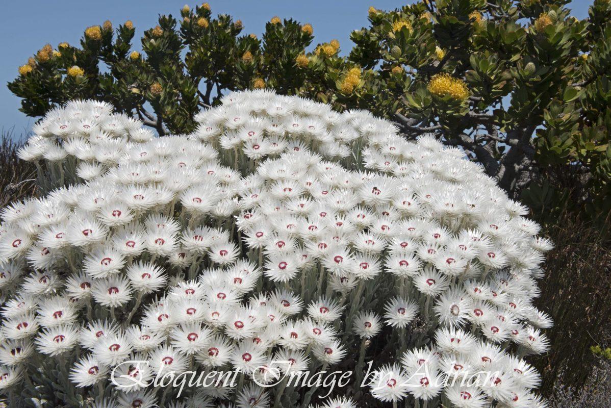 Syncarpha vestita and Proteas