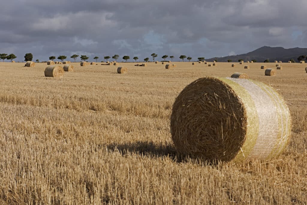 Overberg Corn Field (South Africa)