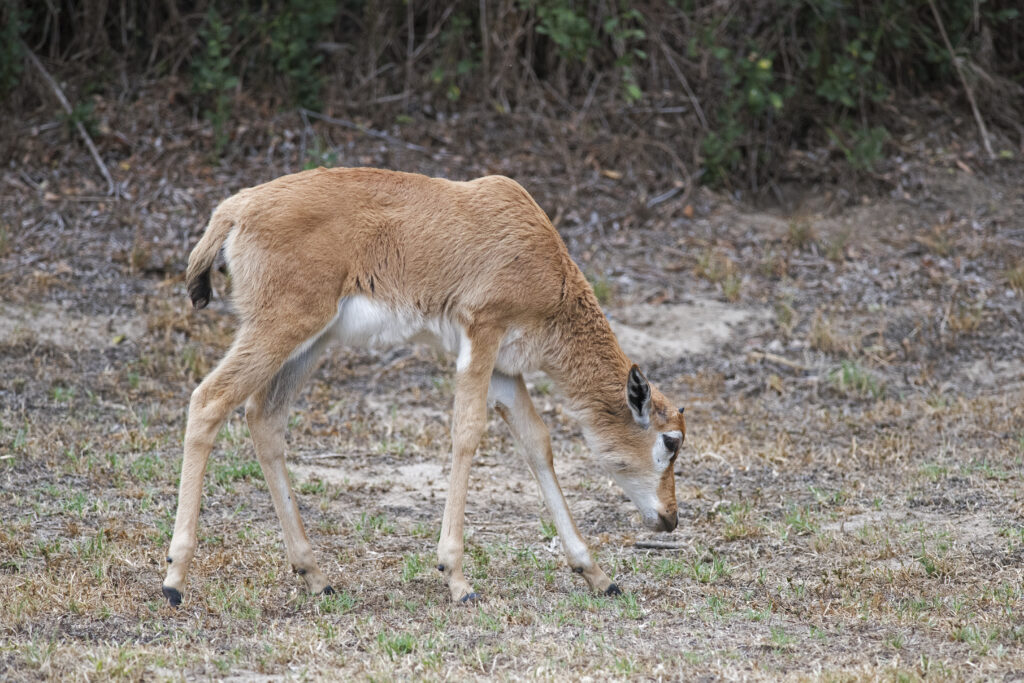 Bontebok Calf (South Africa)