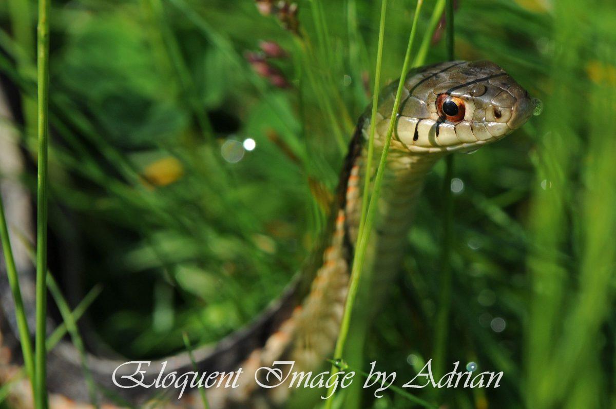Eastern Garter Snake
