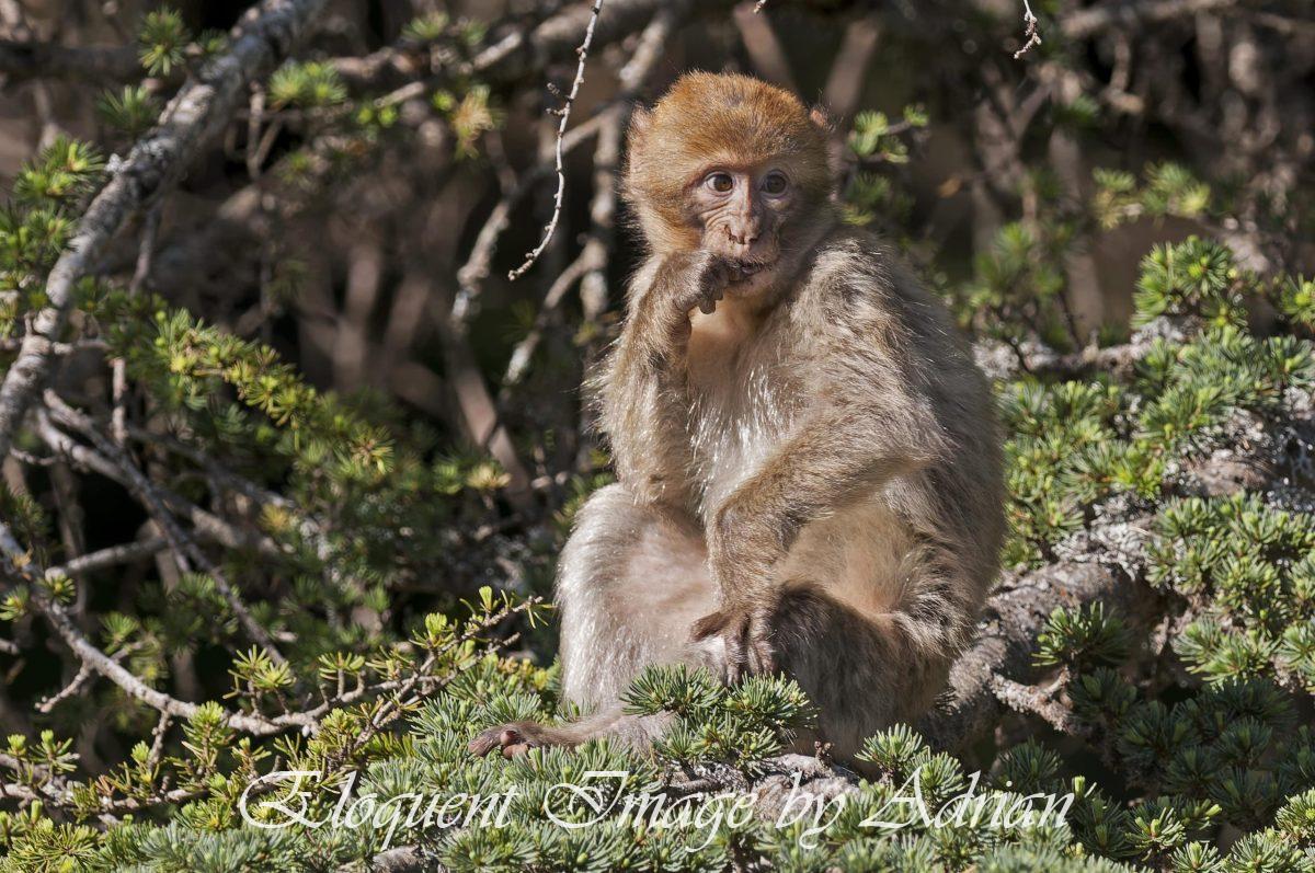 Macaque (Morocco)