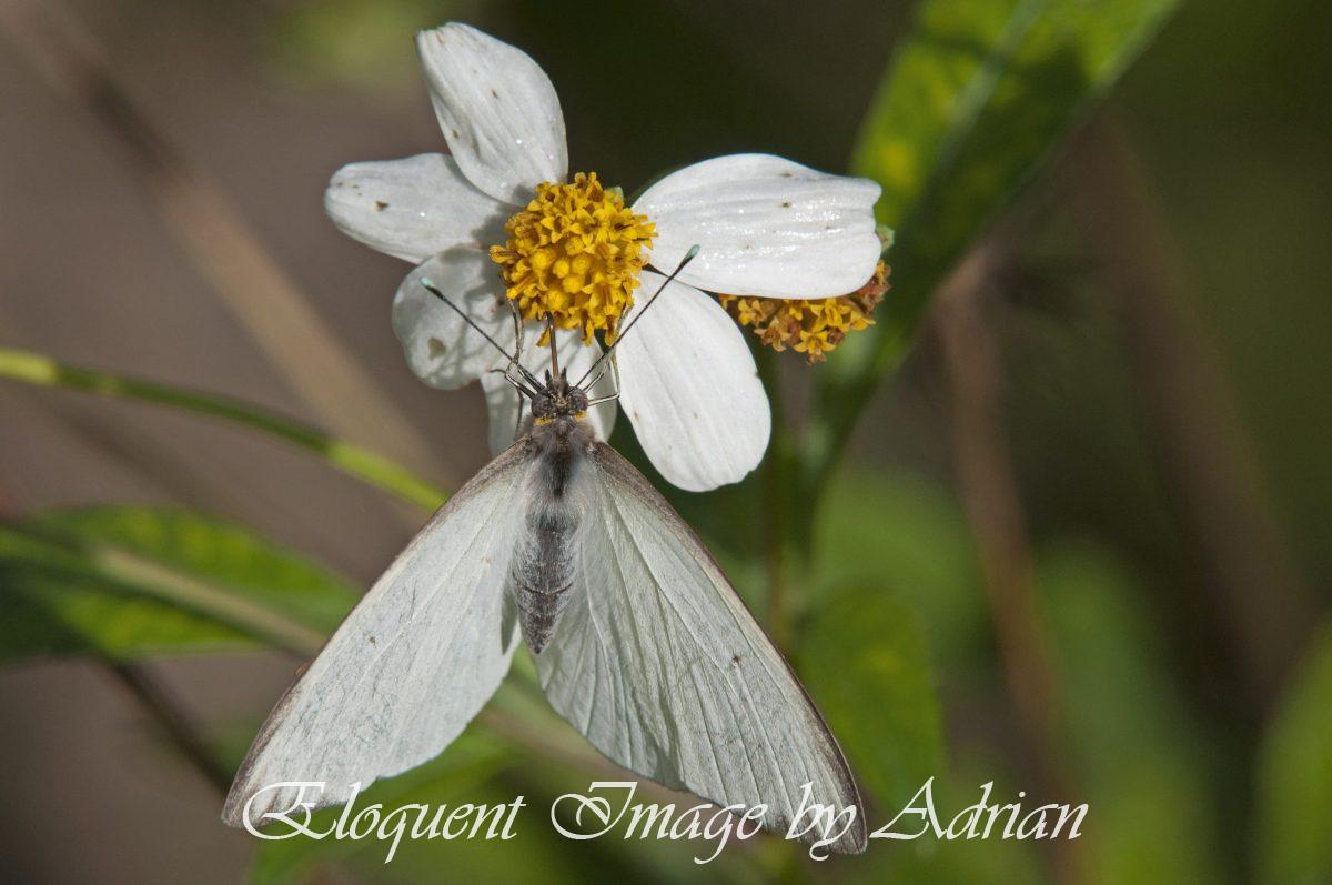 Great Southern White Butterfly
