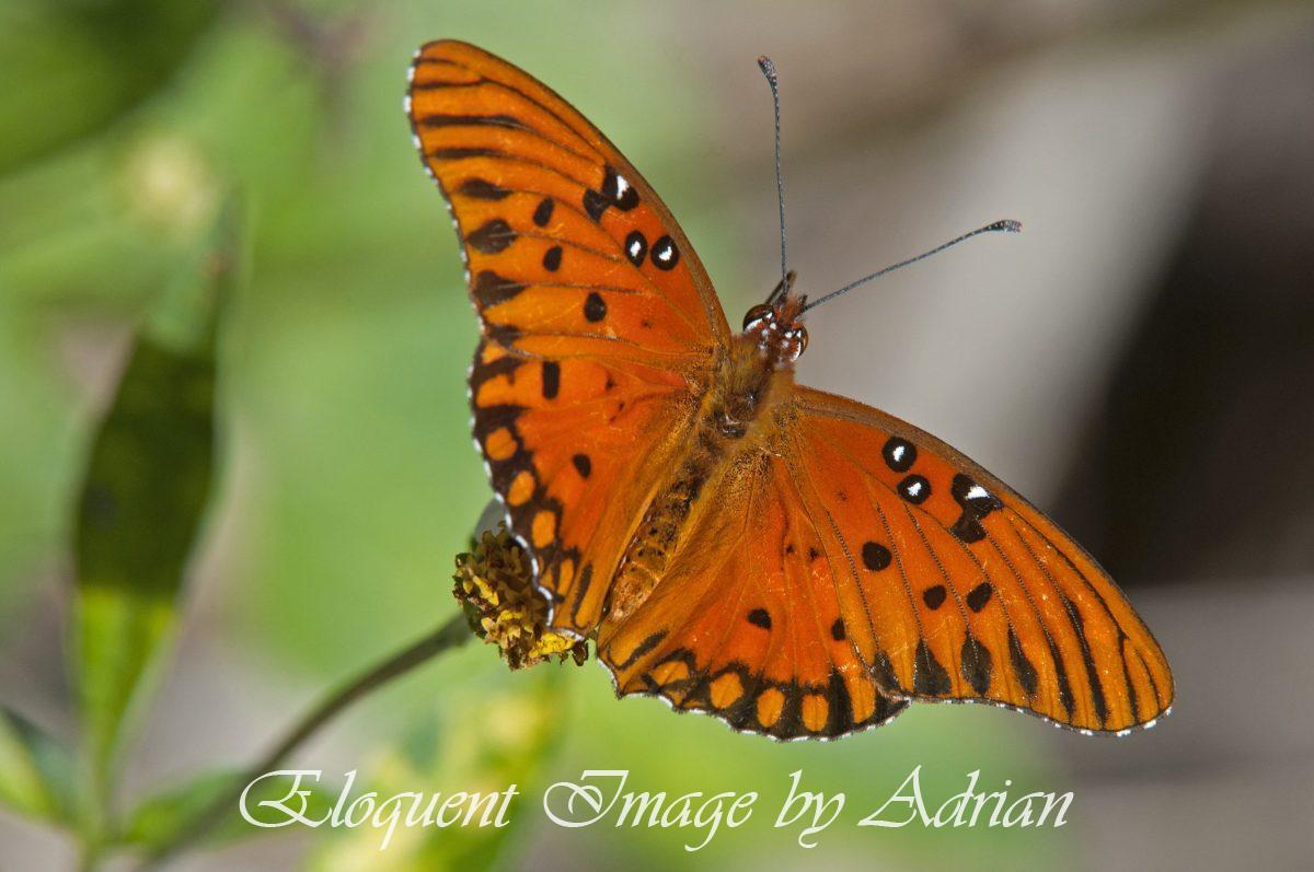 Gulf Fritillary