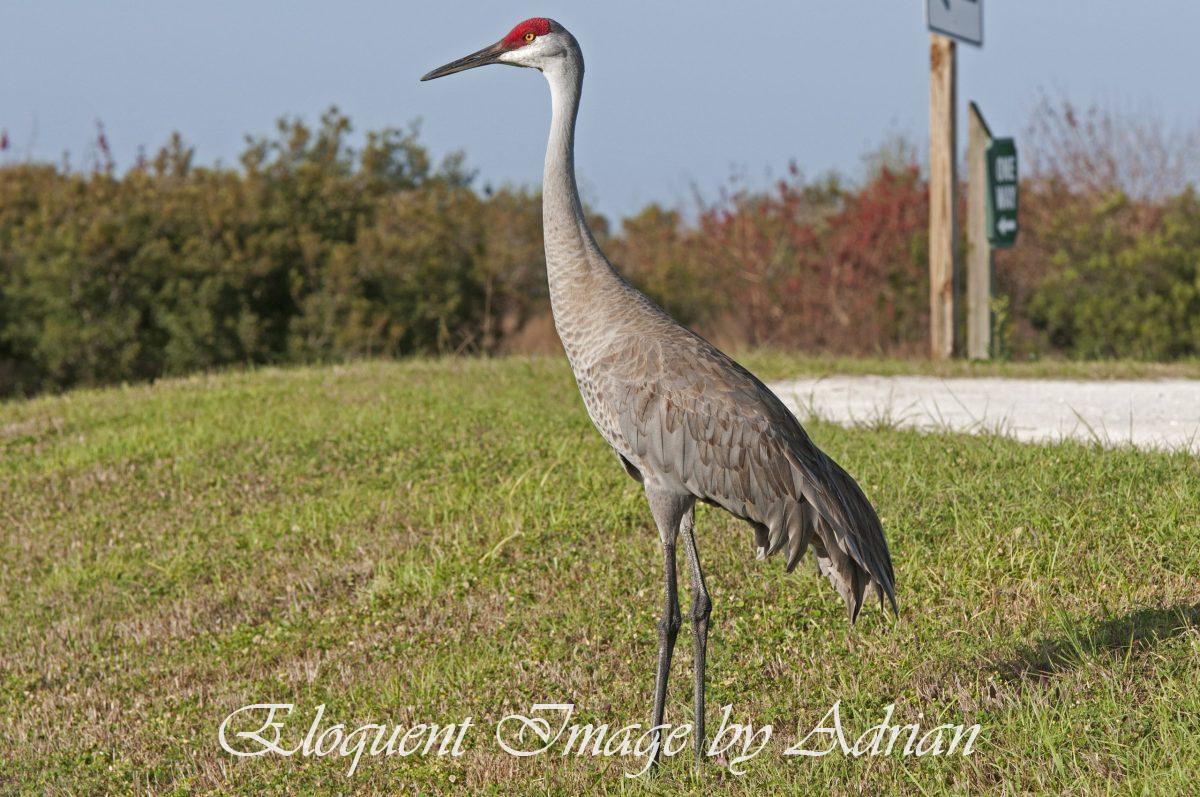 Sandhill Crane