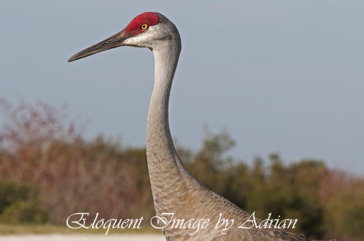 Sandhill Crane