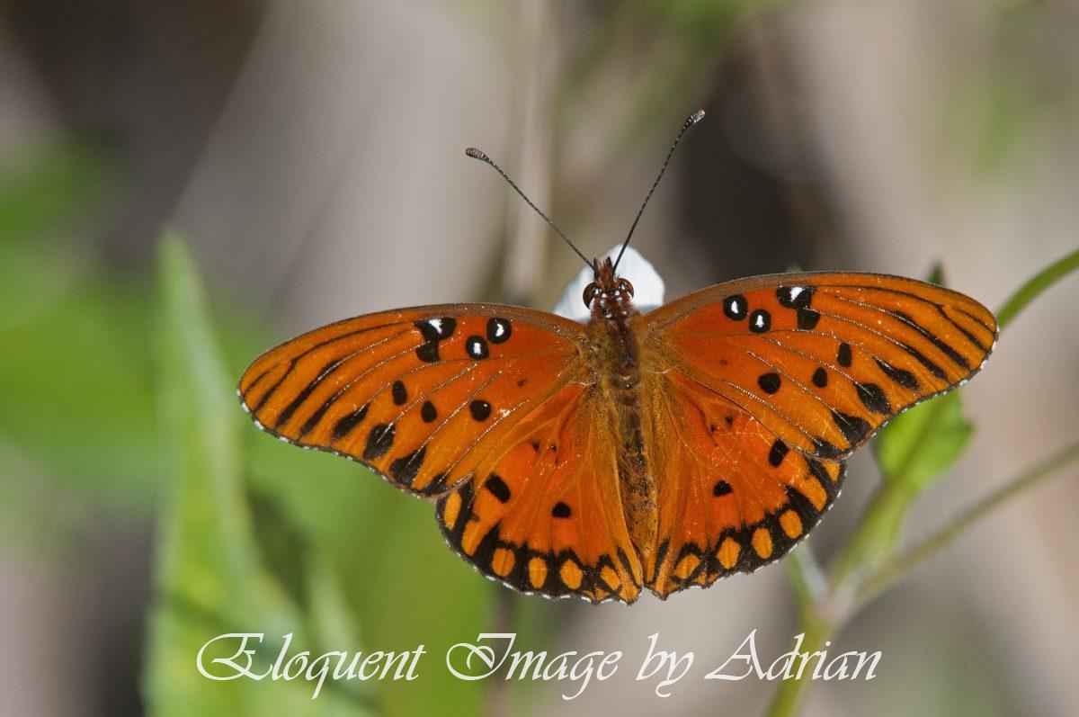Gulf Fritillary