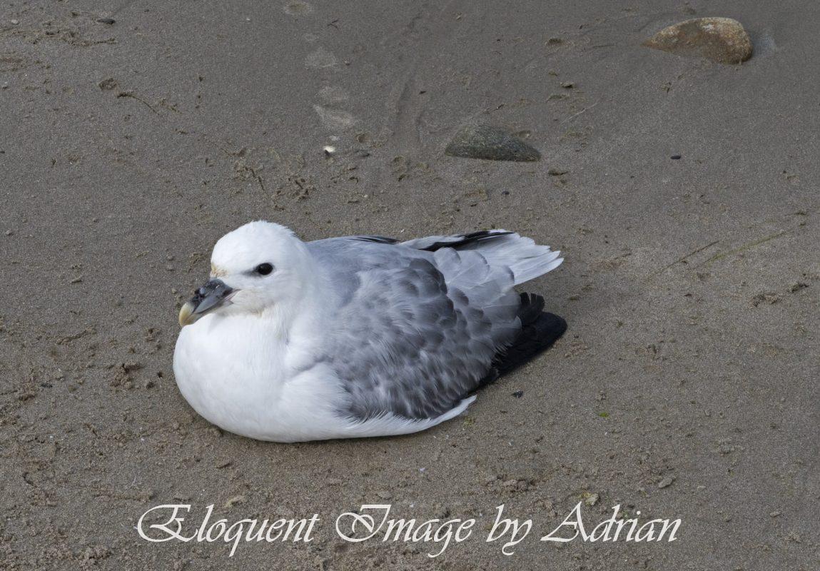 Fulmar
