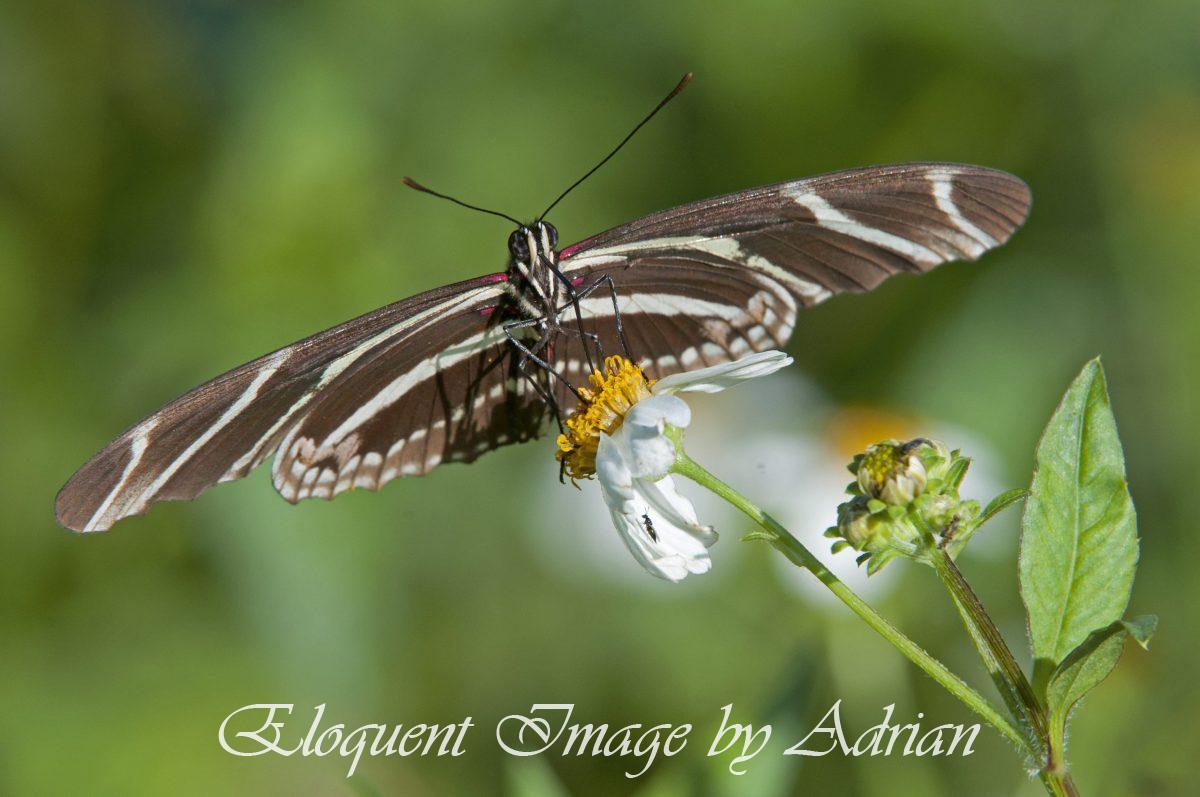 Zebra Longwing