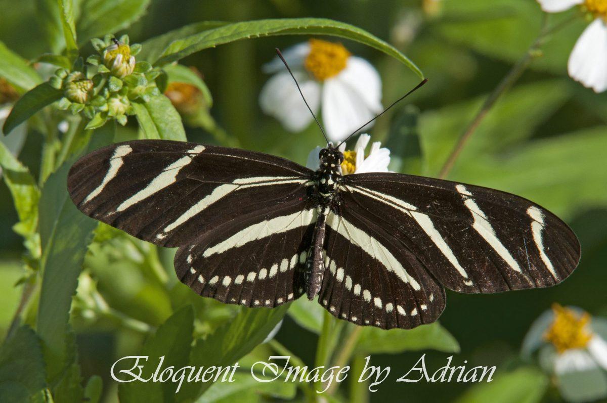 Zebra Longwing