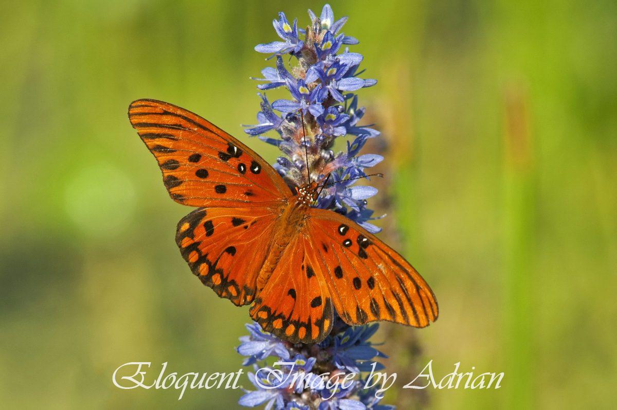 Gulf Fritillary