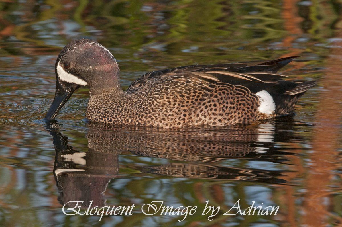 Blue-winged Teal