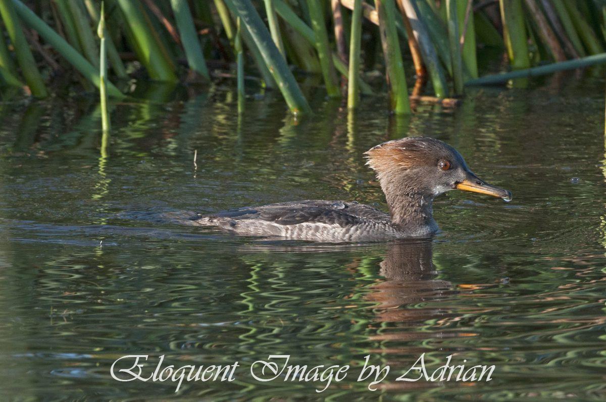 Hooded Merganser