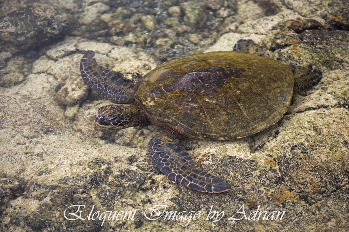 Green Turtle
