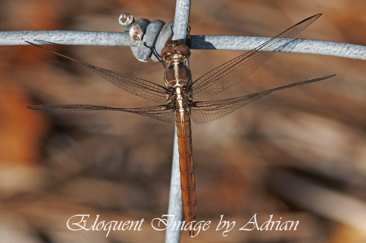 Roseate Skimmer (Female)