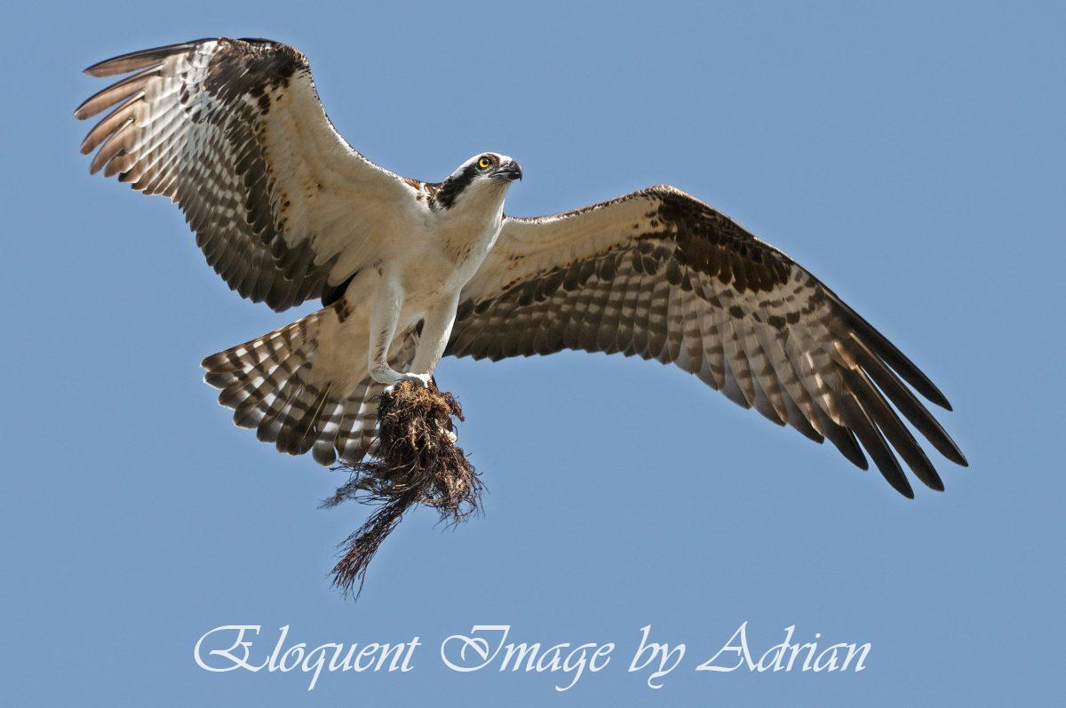 Osprey