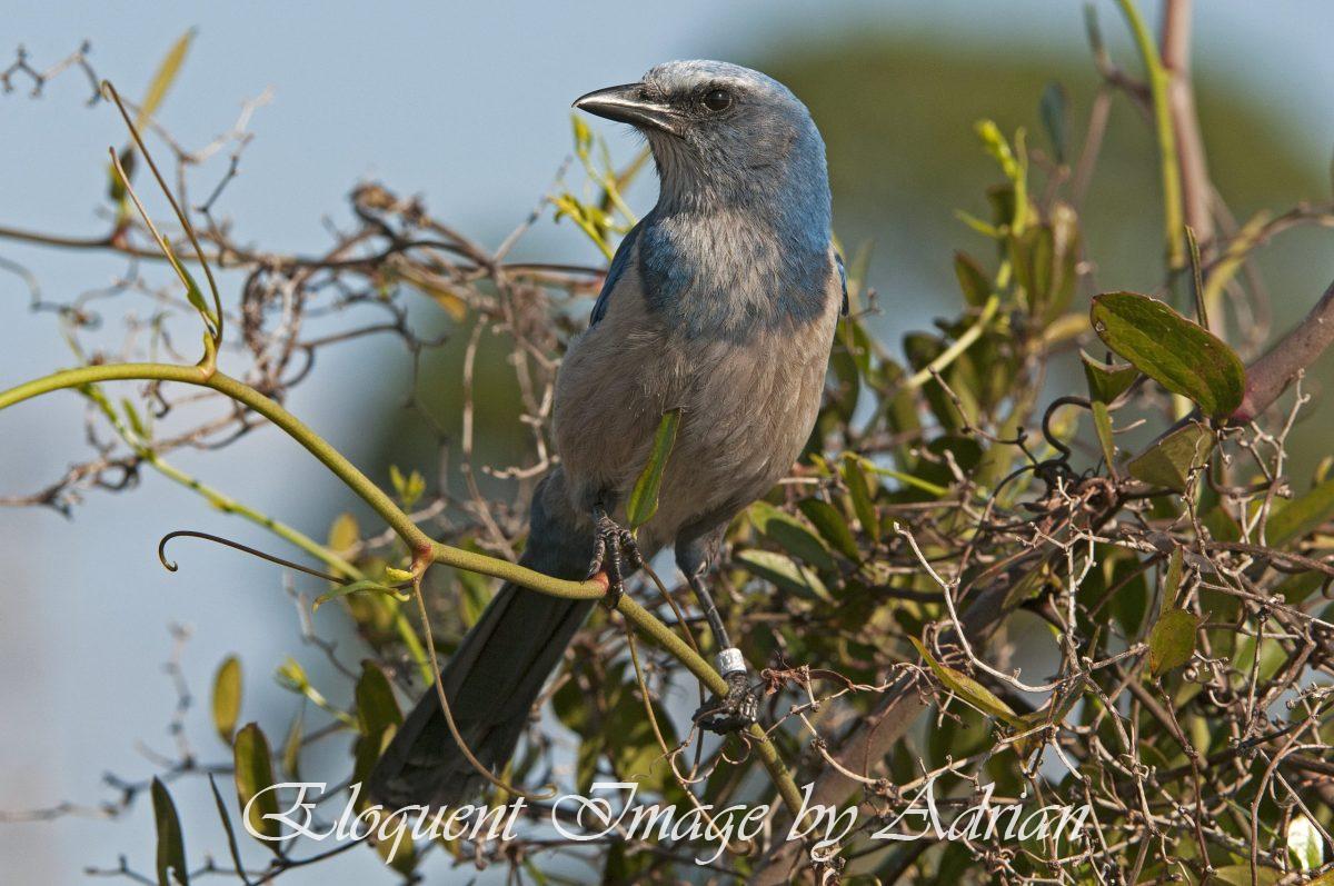 Florida Scrub-jay