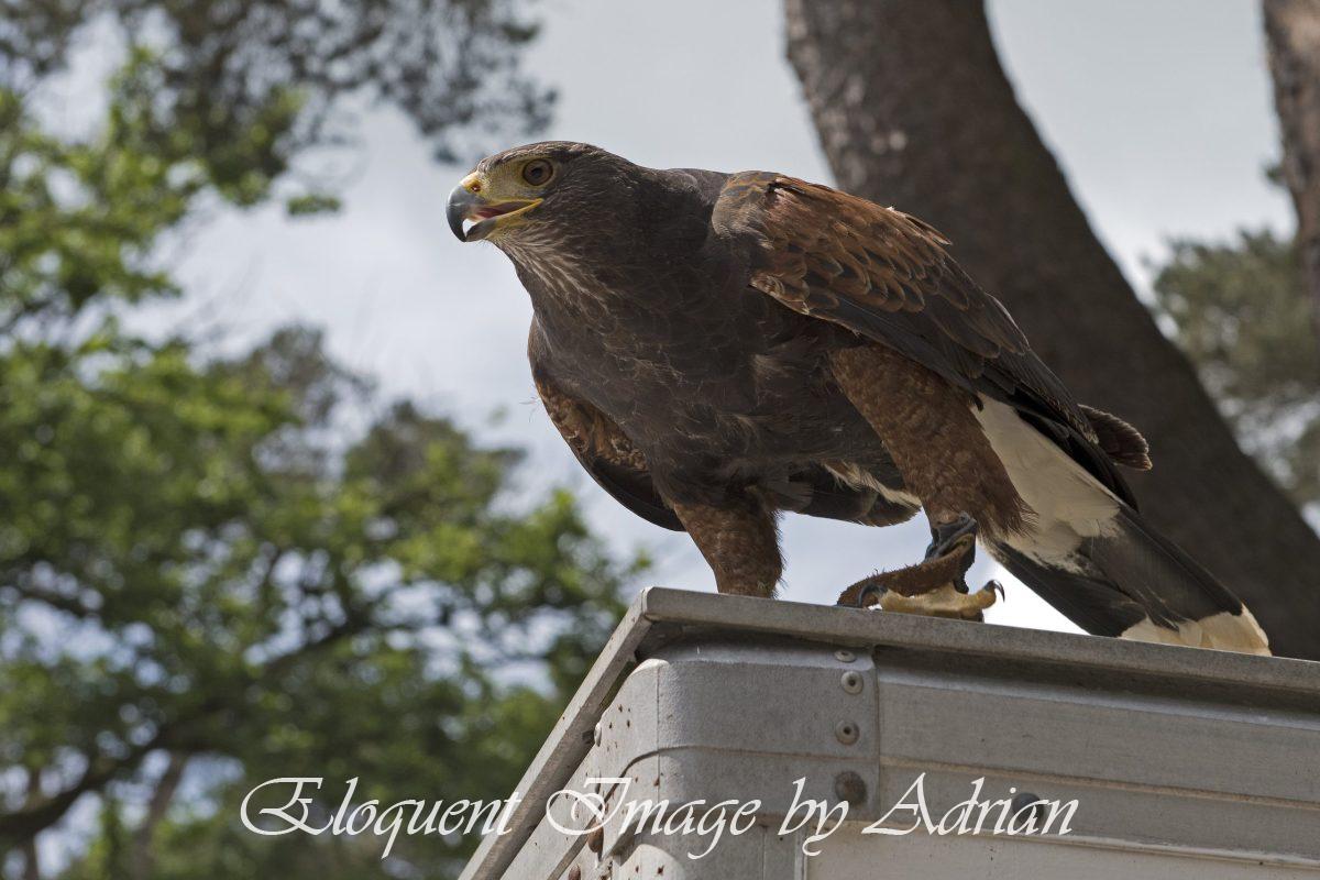 Harris Hawk