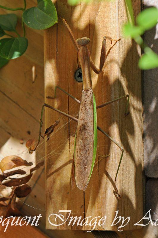 Praying Mantis