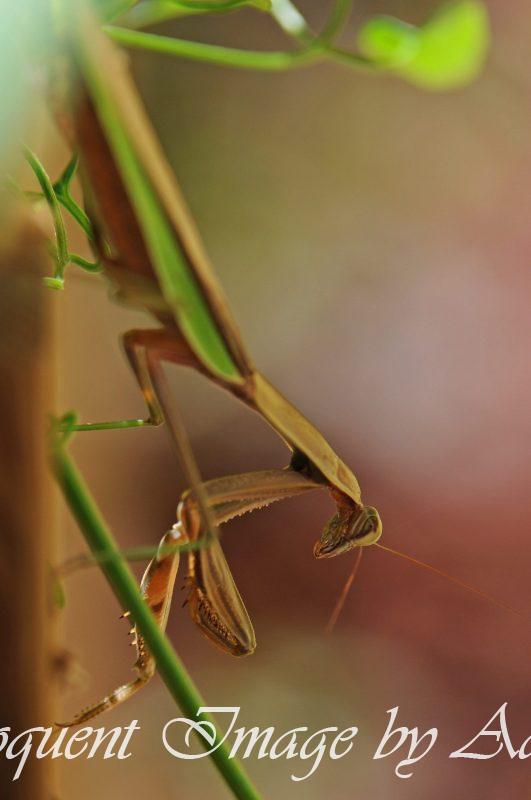 Praying Mantis