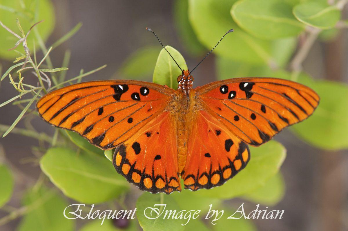 Gulf Fritillary
