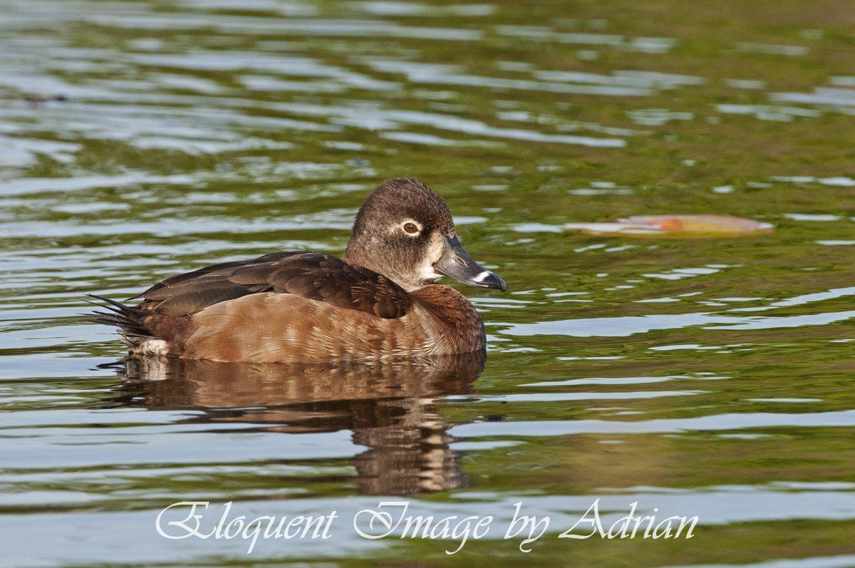 Ring-necked Duck