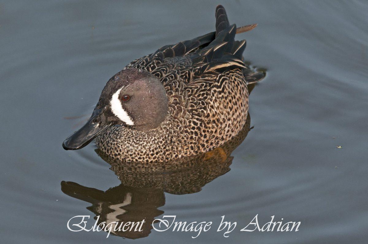Blue-winged Teal