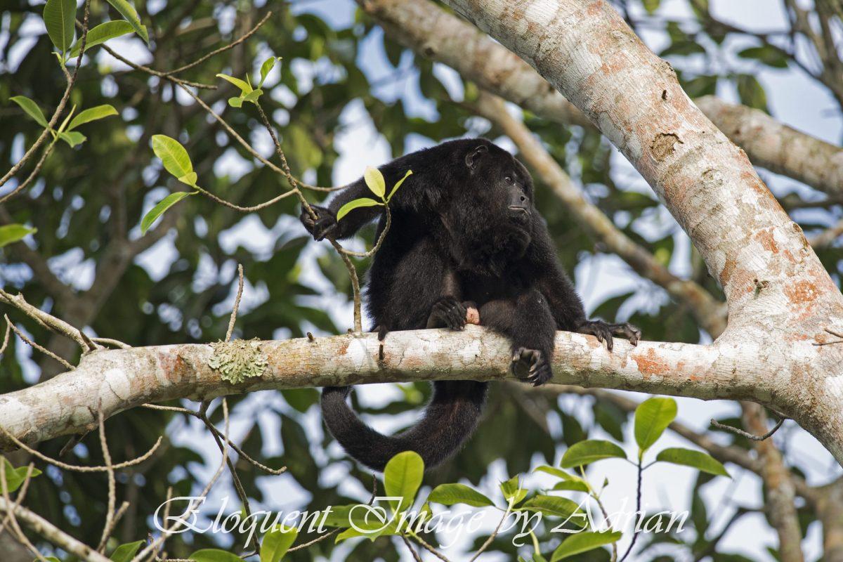 Howler Monkey (Belize)