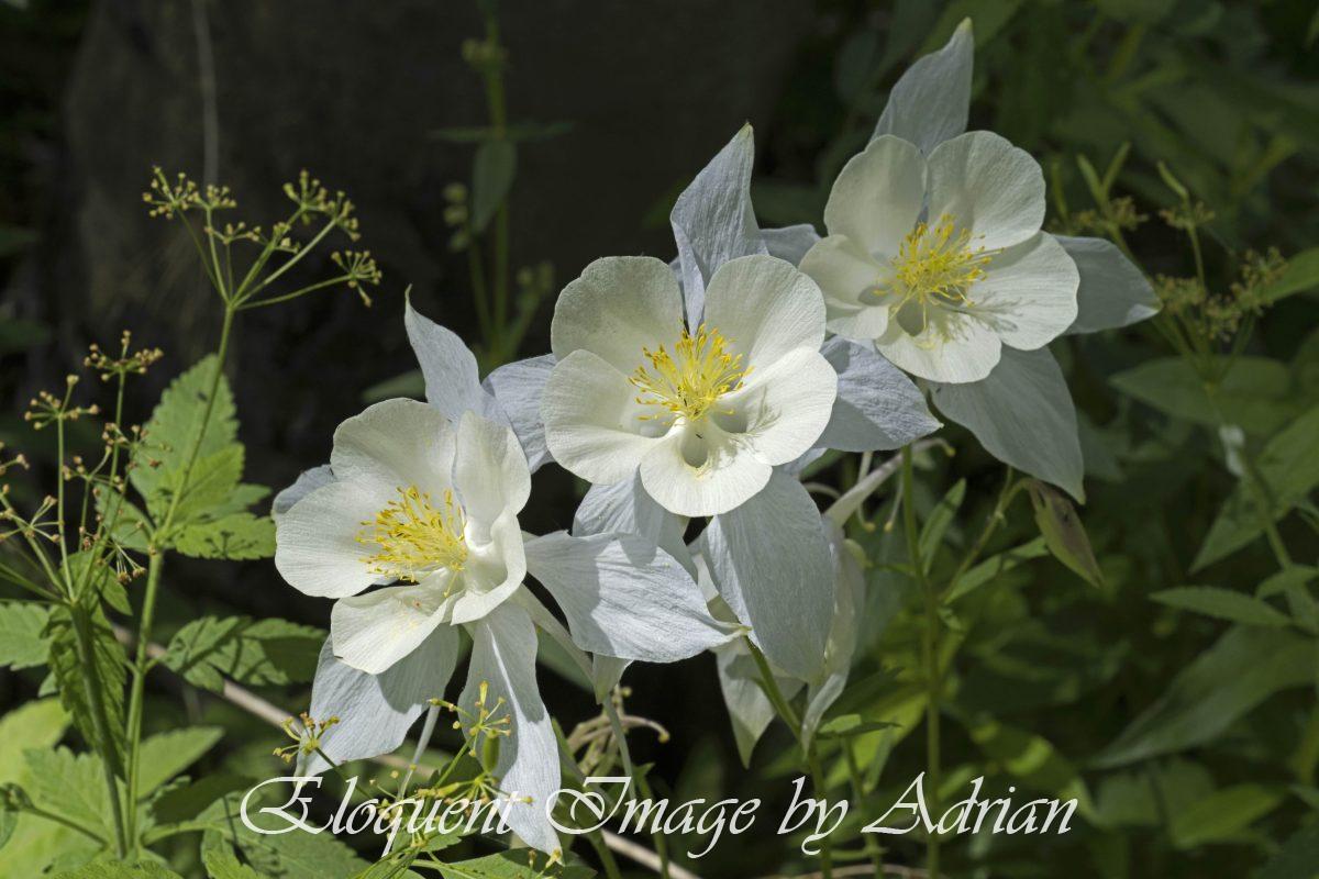 Rocky Mountain Columbine
