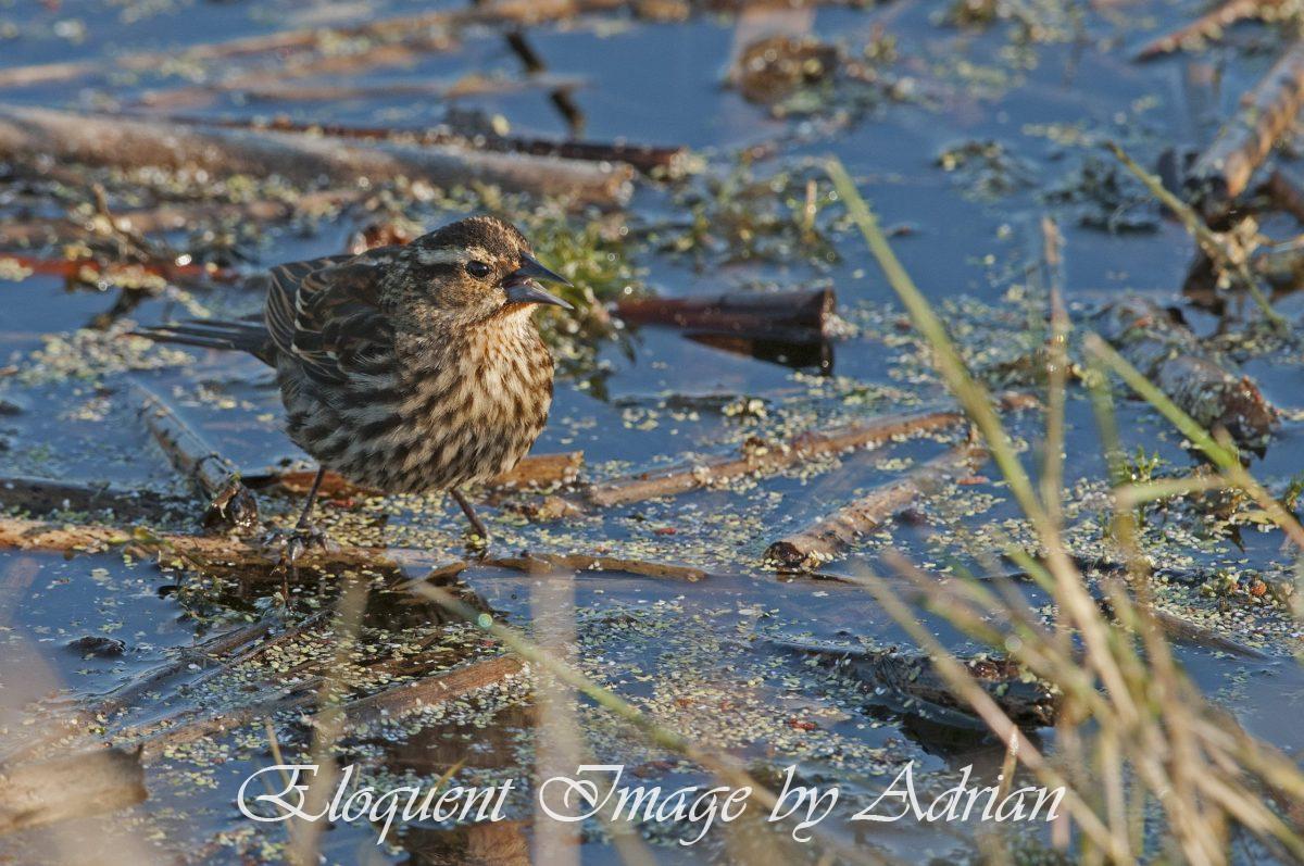 Red-winged Blackbird