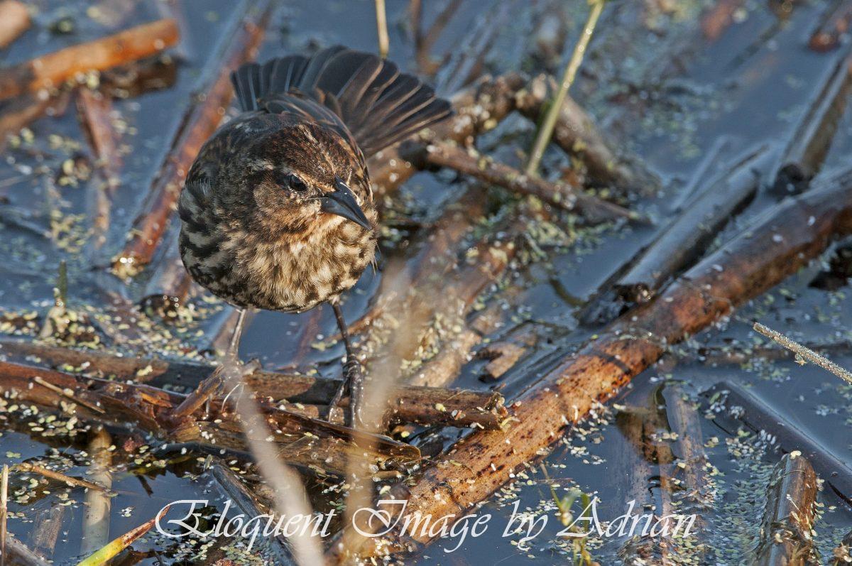 Red-winged Blackbird