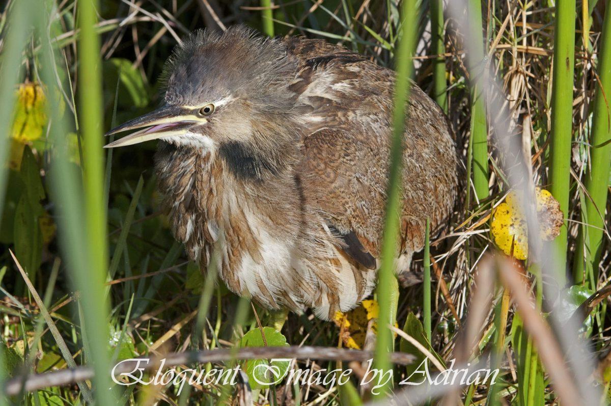 American Bittern