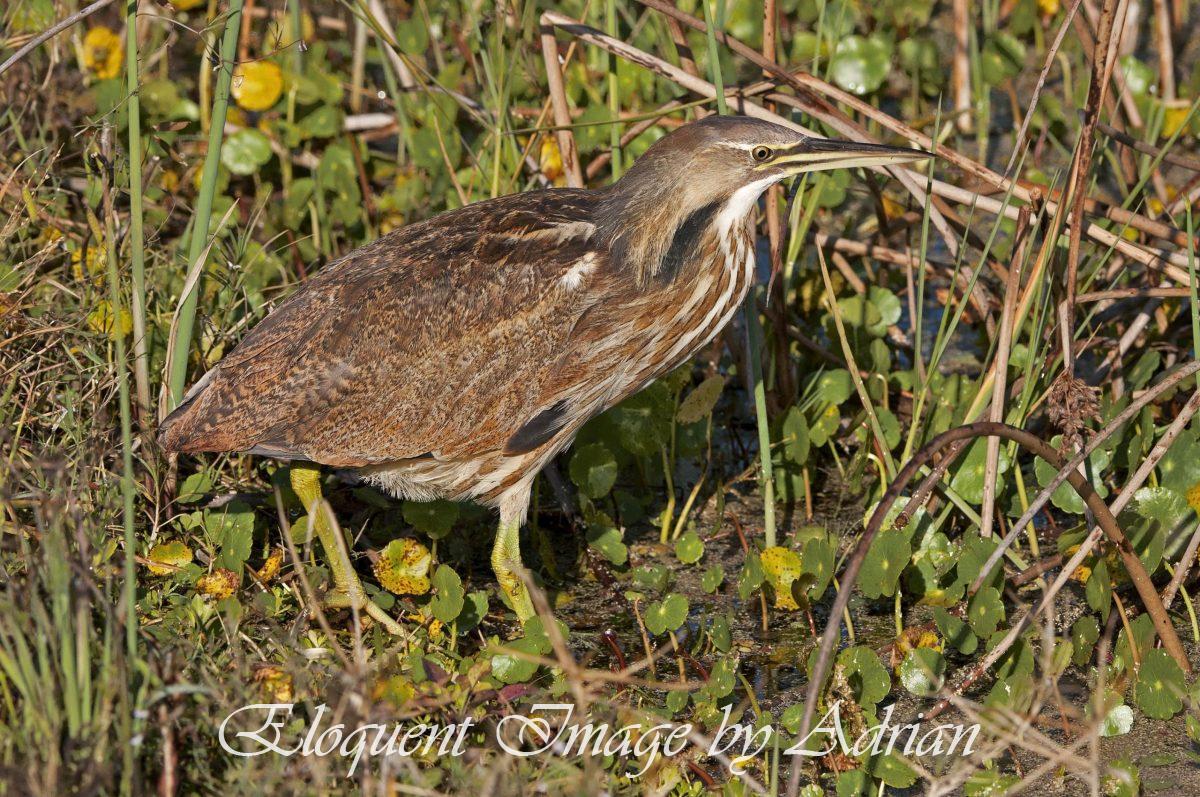 American Bittern