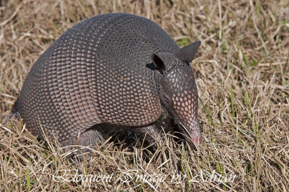 Nine-banded Armadillo (FL)