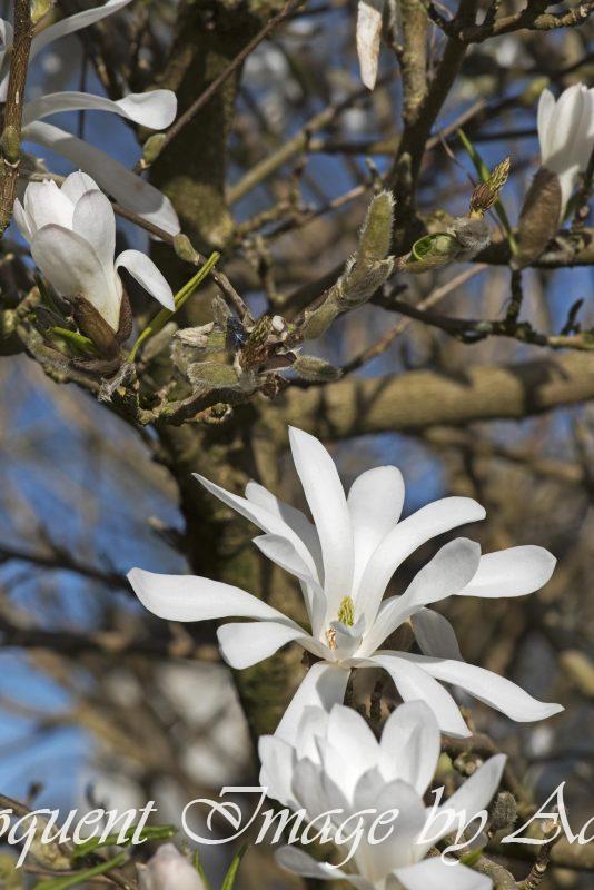 Star Magnolia
