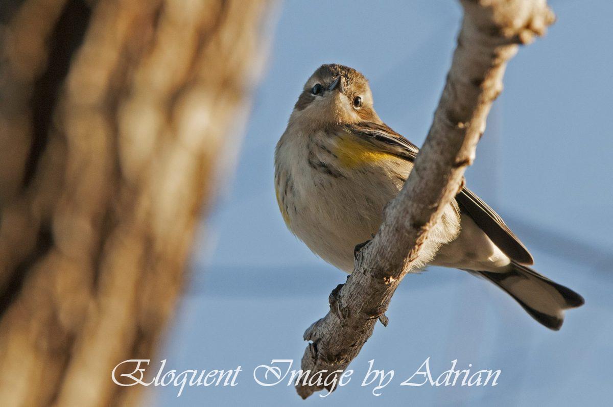 Yellow-rumped Warbler