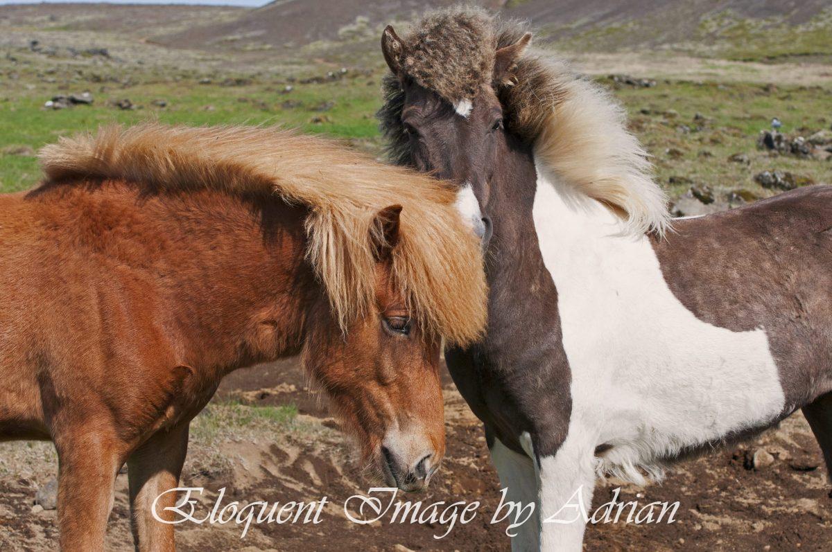 Icelandic Horses