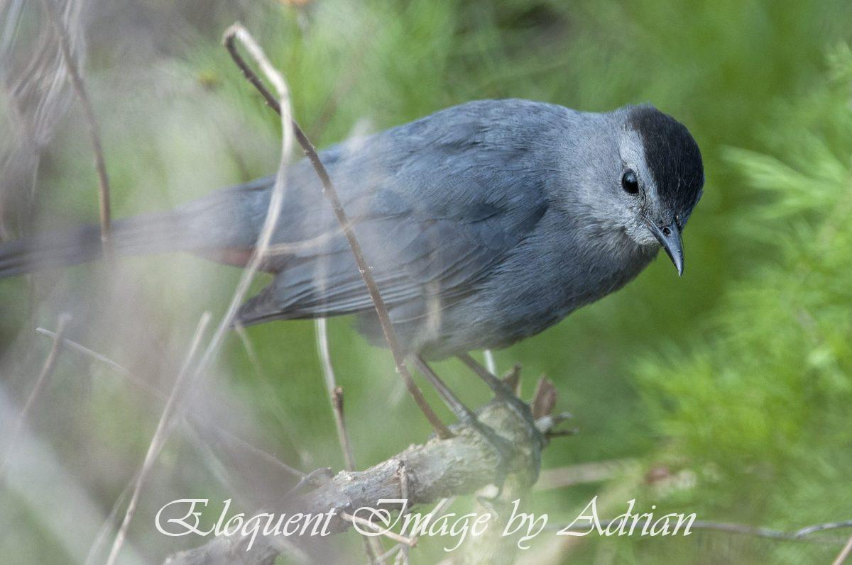 Gray Catbird