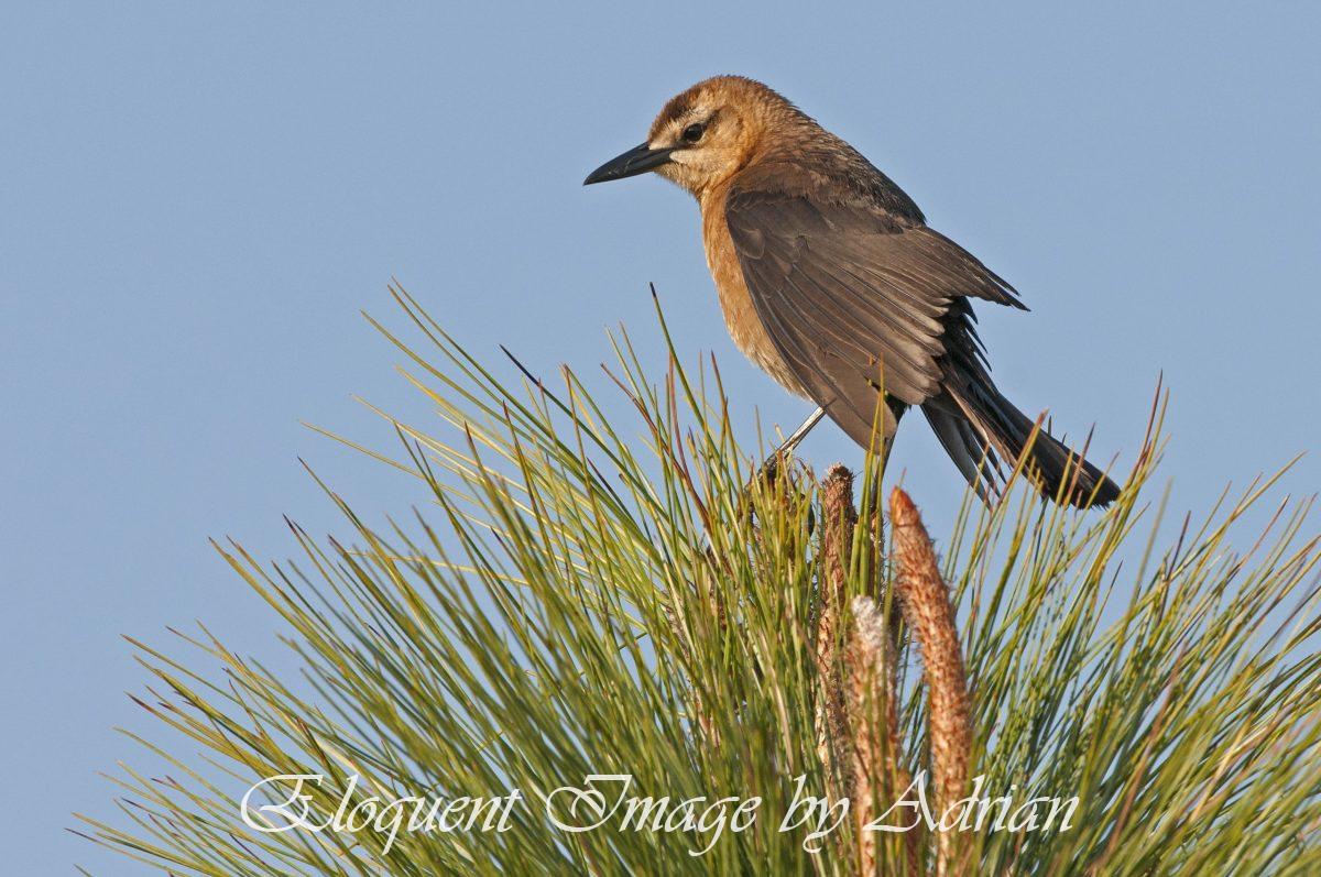 Boat-tailed Grackle
