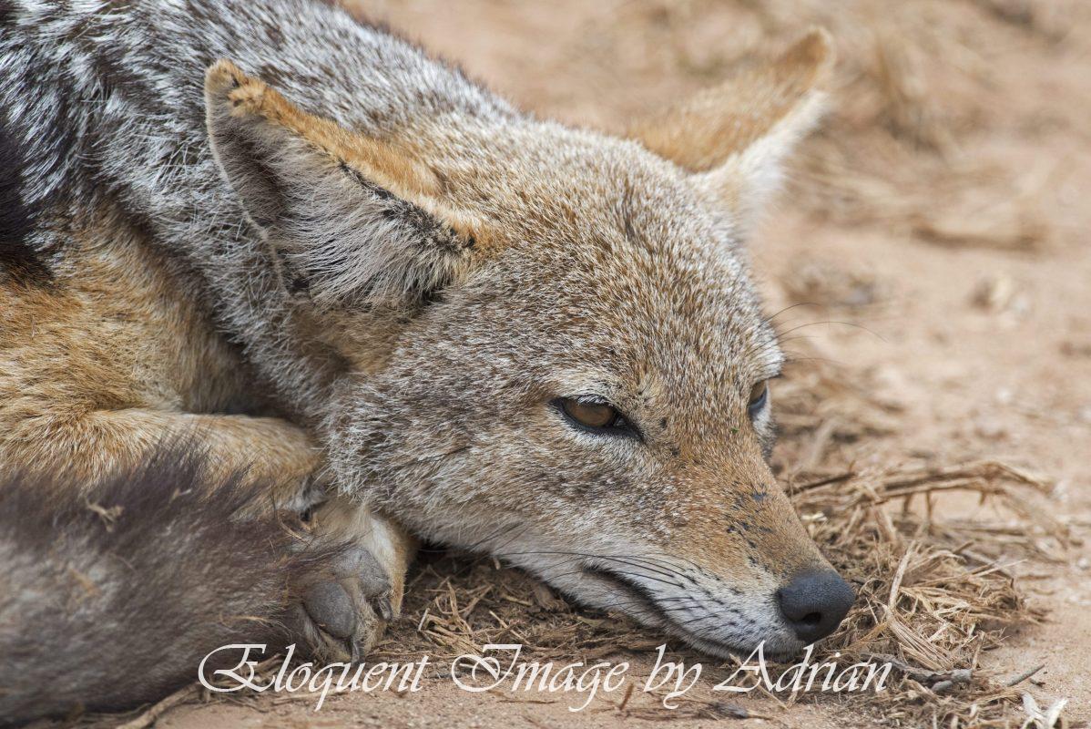 Black-backed Jackal (South Africa)