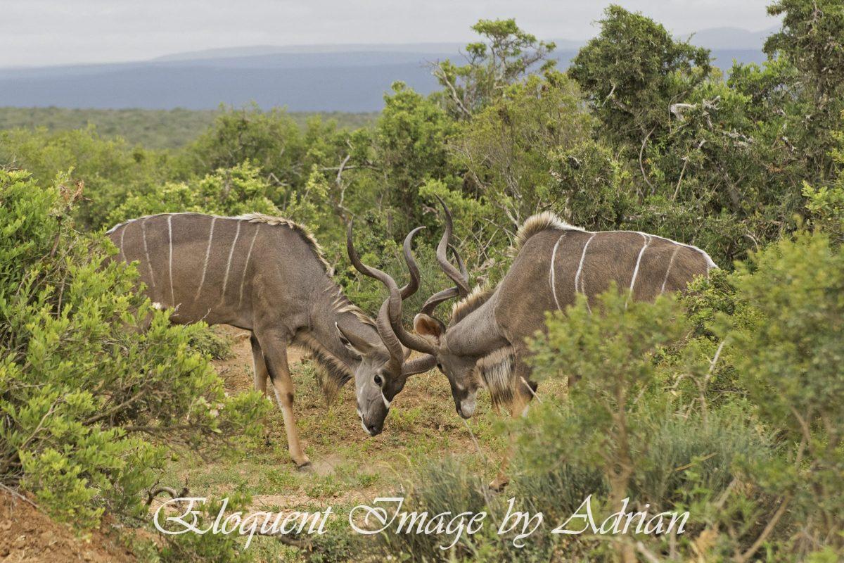Kudus (South Africa)