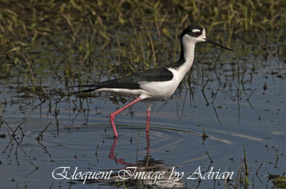 Black-necked Stilt