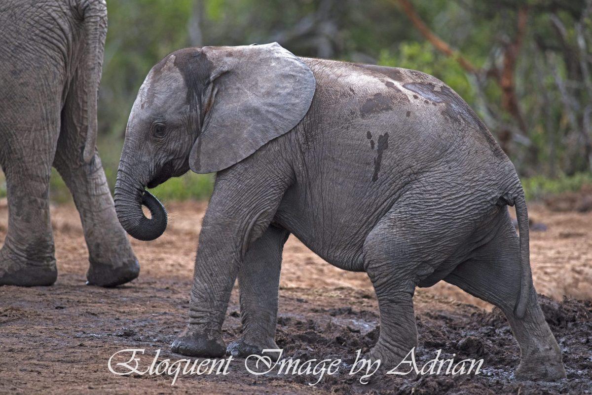 Elephants – Addo Nat Pk
