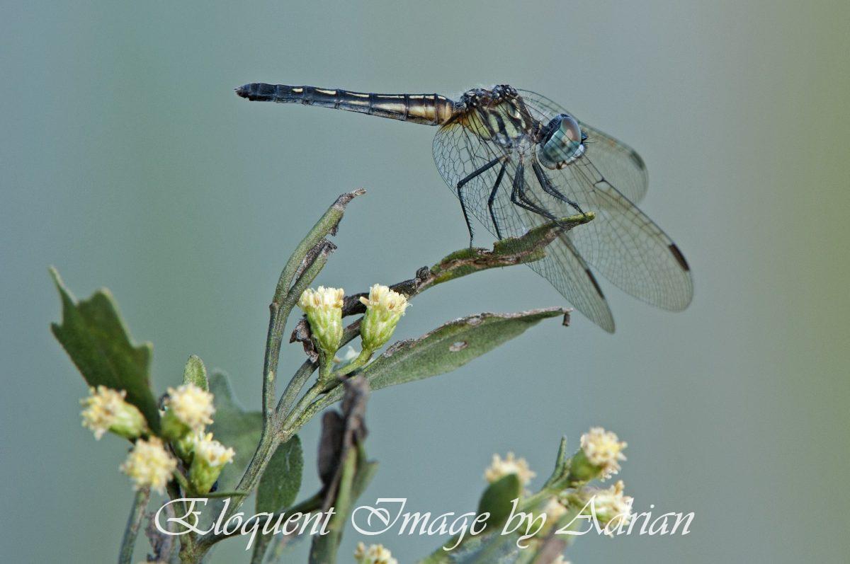 Blue Dasher