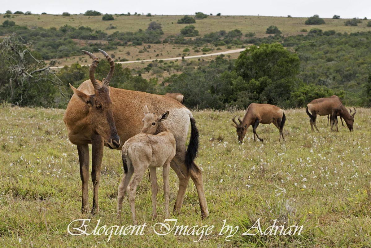 Red Hartebeest (South Africa)