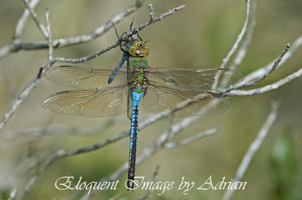 Green Darner
