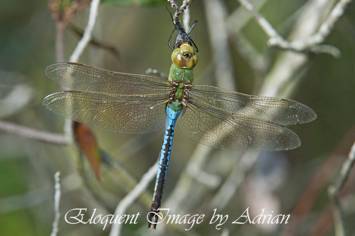 Green Darner