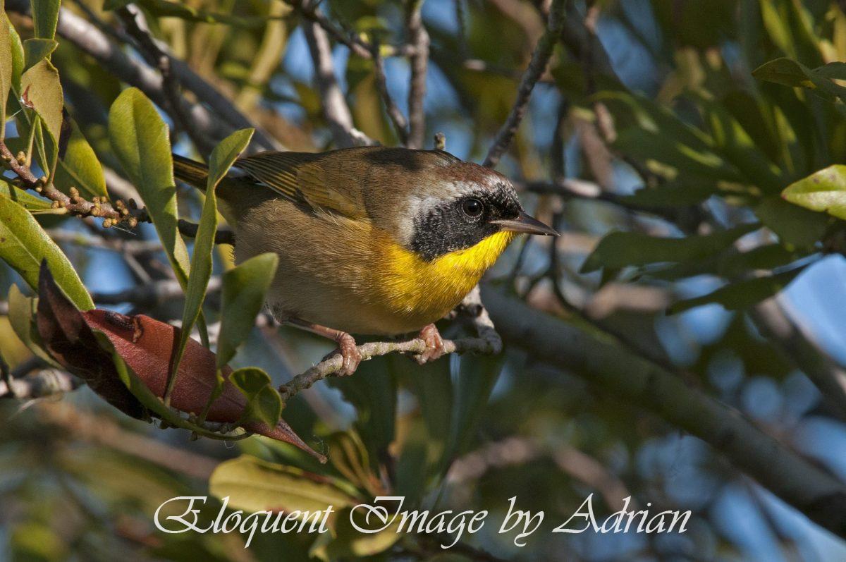 Common Yellowthroat