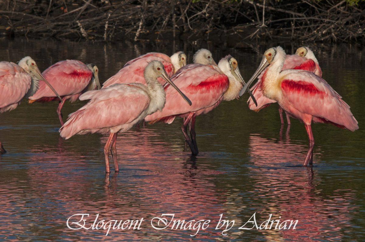 Roseate Spoonbills